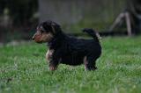 WELSH TERRIER 147
